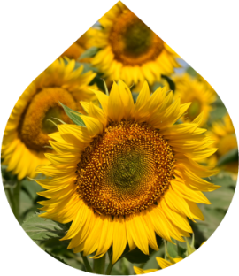 Sunflower Oil